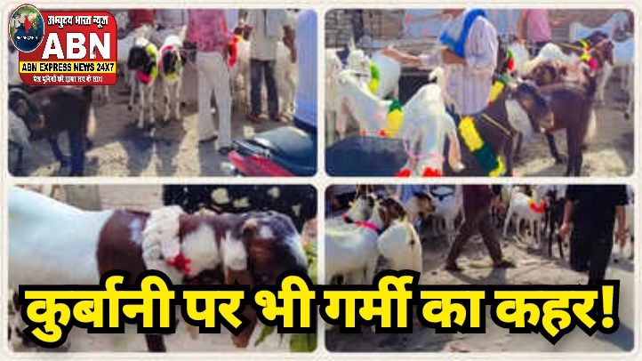कुर्बानी पर भी गर्मी का कहर! 106 डिग्री तक बुखार में तप रहे बकरीद वाले बकरे, मुरादाबाद से डरावनी रिपोर्ट