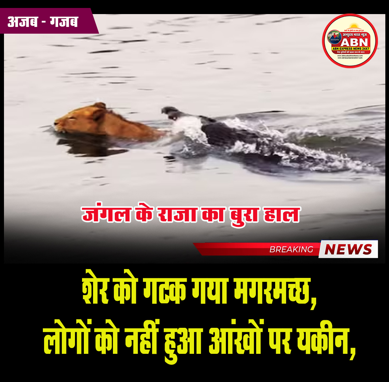 शेर को गटक गया मगरमच्छ, लोगों को नहीं हुआ आंखों पर यकीन, देखे पूरा वीडियो,